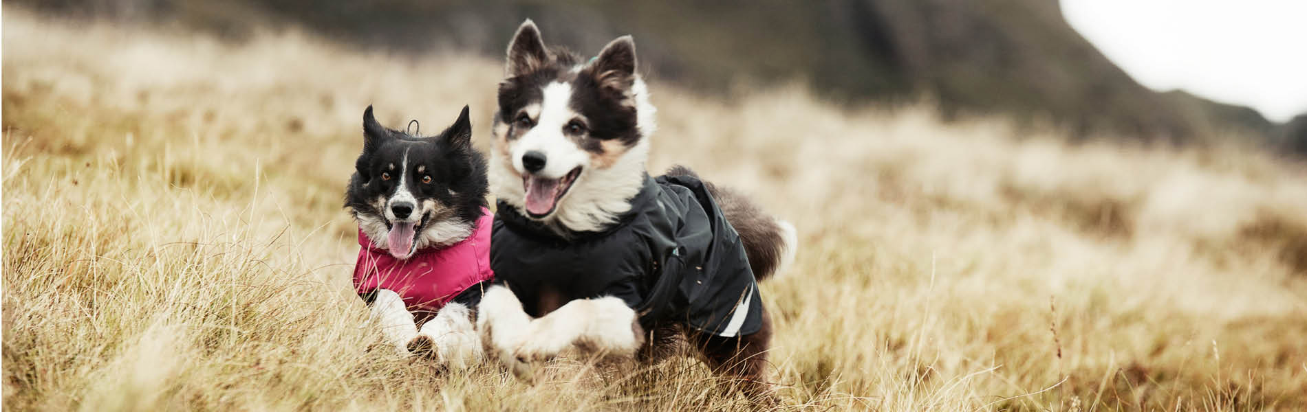 Haustier Discounter -Haustier Discounter 1