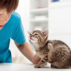 Beaphar Fiprotec Spray 10 Beaphar Fiprotec Spray -Haustier Discounter beaphar fiprotec spray 213596 0500 none