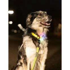 Beeztees Safety Gear Parinca Premium Halsband 15 Beeztees Safety Gear Parinca Premium Halsband -Haustier Discounter beeztees safety gear parinca premium halsband 215003 0500 none