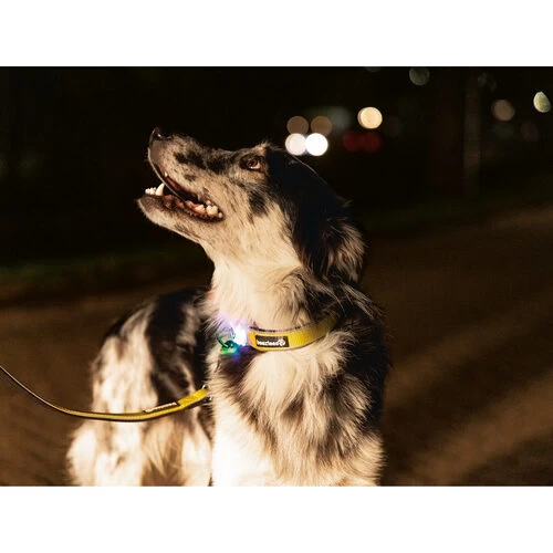 Beeztees Safety Gear Parinca Premium Halsband 9 Beeztees Safety Gear Parinca Premium Halsband – Bild 7