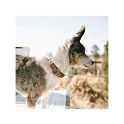 Carhartt Journeyman Collar -Haustier Discounter carhartt journeyman collar 187309 0500 none