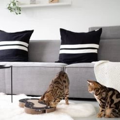 District 70 Snake -Haustier Discounter district 70 snake kattenspeelgoed 190415 0500 none