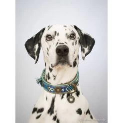 DWAM Halsband Boho Juan -Haustier Discounter dwam halsband boho juan 132080 0500 none