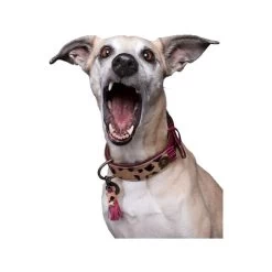 DWAM Halsband Lou Lou -Haustier Discounter dwam halsband lou lou 182182 0500 none