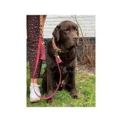 DWAM Halsband Lou Lou -Haustier Discounter dwam halsband lou lou 182185 0500 none