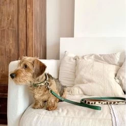 DWAM Hundeleine Ivy -Haustier Discounter dwam hondenriem ivy 180700 0500 none