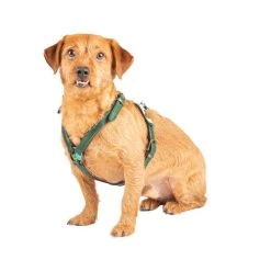 DWAM Hundegschirr Ivy -Haustier Discounter dwam hondentuigje ivy 182743 0500 none