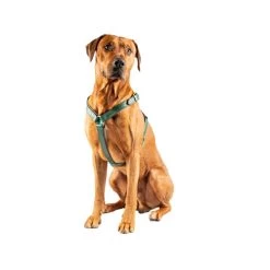 DWAM Hundegschirr Ivy -Haustier Discounter dwam hondentuigje ivy 182746 0500 none