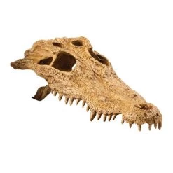 Exo Terra Krokodilschädel