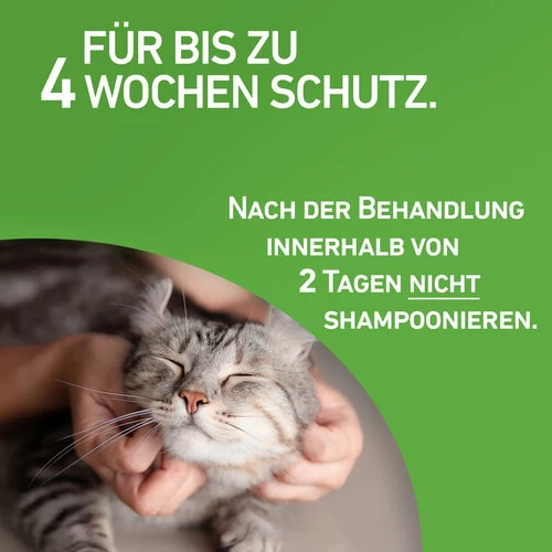 Frontline Combo Spot On Katze 6 Frontline Combo Spot On Katze – Bild 4