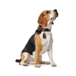 Hunter Halsband Cody -Haustier Discounter hunter halsband cody 116499 0500 none