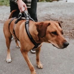 Hunter Sicherheitsgeschirr Maldon -Haustier Discounter hunter veiligheidsharnas maldon 221553 0500 none