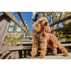 Hurtta Razzle Dazzle Y-Harness - Blackberry -Haustier Discounter hurtta razzle dazzle harness blackberry 175972 0500 none