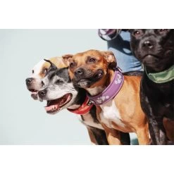 Hurtta Weekend Warrior Halsband -Haustier Discounter hurtta weekend warrior collar 189084 0500 none