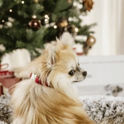 Kentucky Dogwear Corduroy Hundehalsband -Haustier Discounter kentucky dogwear corduroy hondenhalsband 219200 0500 none