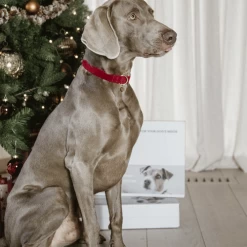 Kentucky Dogwear Corduroy Hundehalsband -Haustier Discounter kentucky dogwear corduroy hondenhalsband 219201 0500 none