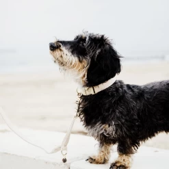 Kentucky Dogwear Hundehalsband Wool 27 Kentucky Dogwear Hundehalsband Wool -Haustier Discounter kentucky dogwear hondenhalsband wool 219704 0500 none