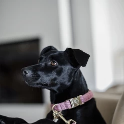 Kentucky Dogwear Hundehalsband Wool 21 Kentucky Dogwear Hundehalsband Wool -Haustier Discounter kentucky dogwear hondenhalsband wool 219710 0500 none