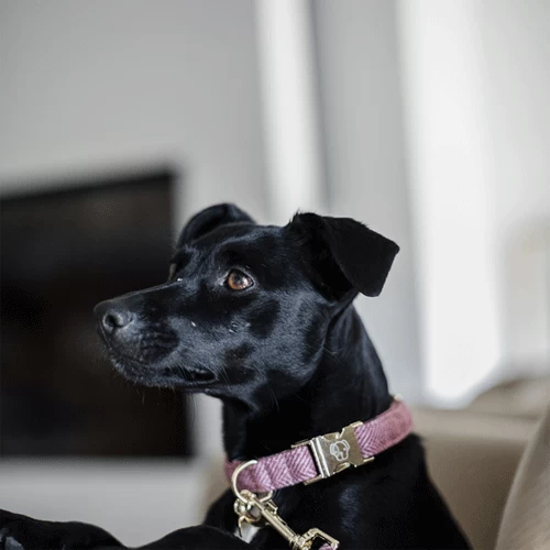 Kentucky Dogwear Hundehalsband Wool 6 Kentucky Dogwear Hundehalsband Wool – Bild 4