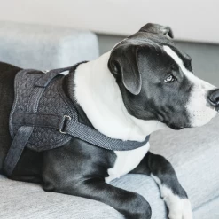 Kentucky Dogwear Hundegeschirr Body Safe Wool -Haustier Discounter kentucky dogwear hondenharnas body safe wool 219215 0500 none