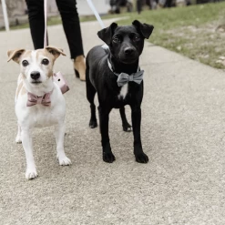 Kentucky Dogwear Fliege Samt 10 Kentucky Dogwear Fliege Samt -Haustier Discounter kentucky dogwear hondenstrikje velvet 219174 0500 none