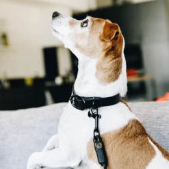 Kentucky Dogwear Soft Rubber Hundehalsband 9 Kentucky Dogwear Soft Rubber Hundehalsband -Haustier Discounter kentucky dogwear soft rubber hondenhalsband 219264 0500 none