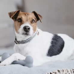 Kentucky Silikonknochen -Haustier Discounter kentucky siliconen bot 219133 0500 none