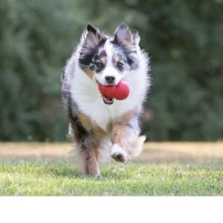 KONG Classic -Haustier Discounter kong classic 98645 0500 none