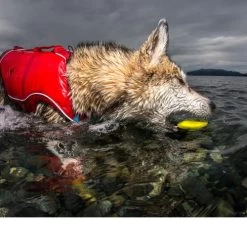 Kurgo Skipping Stones -Haustier Discounter kurgo skipping stones 99608 0500 none