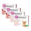 Milquantel Katze -Haustier Discounter milquantel kat 112613 0500 none