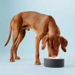 PAIKKA Cool Bowl -Haustier Discounter paikka cool bowl 217839 0500 none