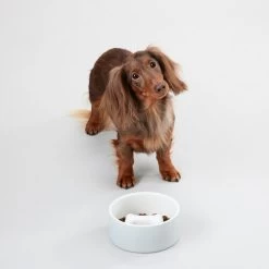 PAIKKA Slow Feed Bowl 17 PAIKKA Slow Feed Bowl -Haustier Discounter paikka slow feed bowl 217879 0500 none