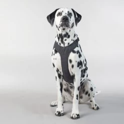 PAIKKA Visibility Harness 14 PAIKKA Visibility Harness -Haustier Discounter paikka visibility harness 217809 0500 none