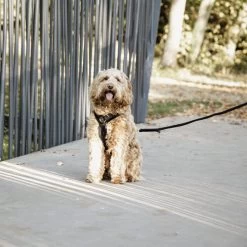 Kentucky Dog Harness Active Velvet -Haustier Discounter prod 15744 218994 0500 none