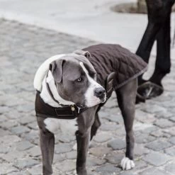 Kentucky Hundemantel Original 11 Kentucky Hundemantel Original -Haustier Discounter prod 15745 218998 0500 none