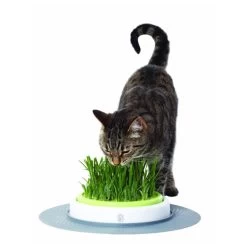 Catit Senses Katzengrassamenset -Haustier Discounter product catit senses grass garden none 4 1465980270 69885