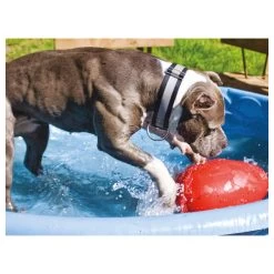 Jolly Egg 13 Jolly Egg -Haustier Discounter product jolly egg none 4 1496839894 86968