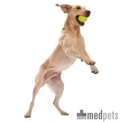 Zogoflex Jive - Dog Ball 5 Zogoflex Jive - Dog Ball -Haustier Discounter product zogoflex jive dog ball medpets 4 1403519303 8234