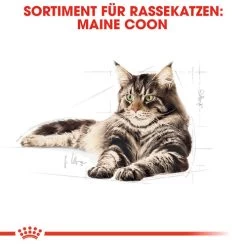 Royal Canin Maine Coon Adult Wet - Katzenfutter -Haustier Discounter royal canin maine coon adult wet kattenvoer 126014 0500 none